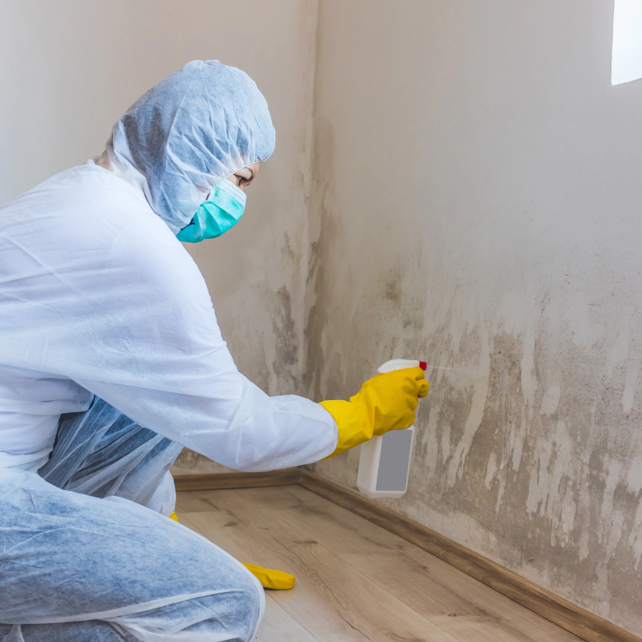 Mold Remediation